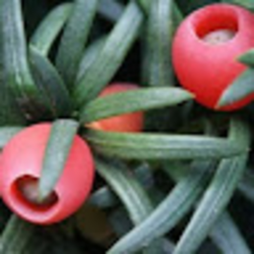 Meet your Posher, Onca